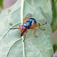 Lamprogaster imperialis