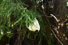 Zhangixalus arboreus