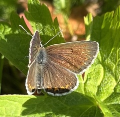 Aricia artaxerxes