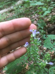 Scutellaria ovata rugosa