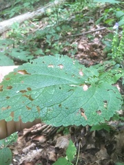 Scutellaria ovata rugosa