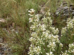 Baccharis linearifolia