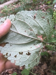 Scutellaria ovata rugosa