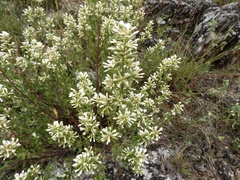 Baccharis linearifolia