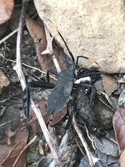 Acanthocephala thomasi