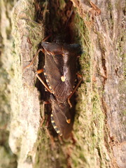 Pentatoma rufipes