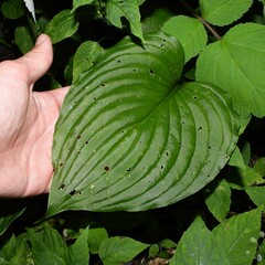 Hosta ventricosa