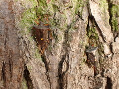 Pentatoma rufipes