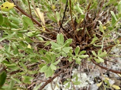Baccharis linearifolia