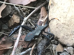 Acanthocephala thomasi