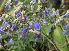 Campanula cochleariifolia