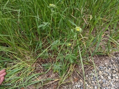 Potentilla bipinnatifida