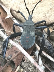 Acanthocephala thomasi