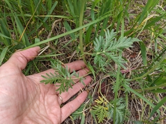 Potentilla bipinnatifida
