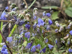 Campanula cochleariifolia