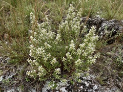 Baccharis linearifolia