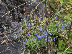 Campanula cochleariifolia