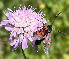 Zygaena filipendulae