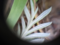 Potentilla bipinnatifida