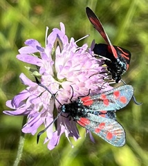 Zygaena filipendulae