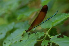 Calopteryx cornelia