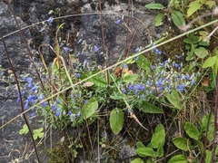 Campanula cochleariifolia