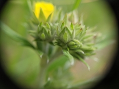Potentilla bipinnatifida