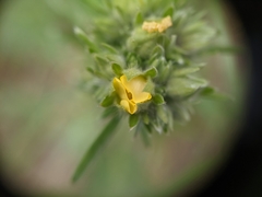 Potentilla bipinnatifida