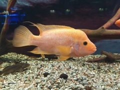 Amphilophus labiatus