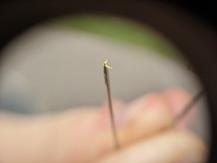 Potentilla bipinnatifida