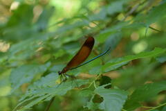 Calopteryx cornelia
