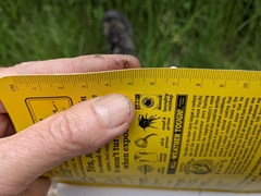 Potentilla bipinnatifida