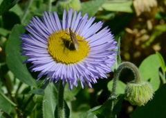 Erigeron aliceae