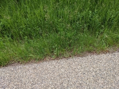 Potentilla bipinnatifida