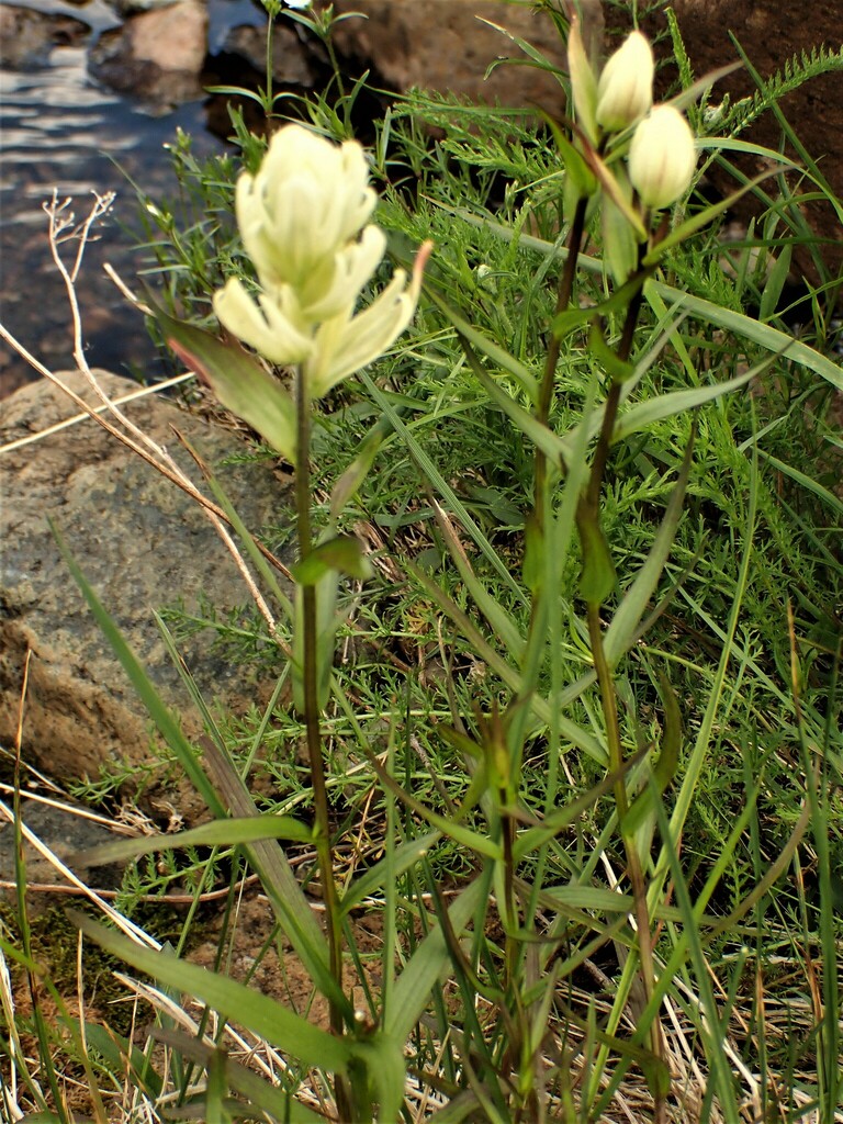 northern paintbrush