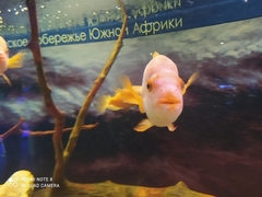 Amphilophus labiatus