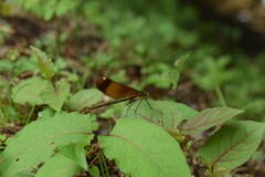 Calopteryx cornelia