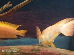 Amphilophus labiatus