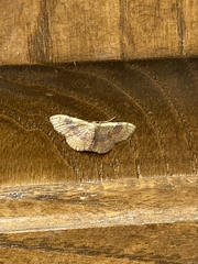 Leptostales ferruminaria