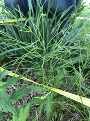 Equisetum arvense