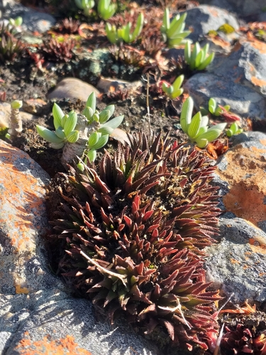 Haworthia chloracantha
