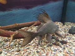 Synodontis