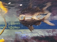 Synodontis
