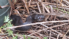 Vipera nikolskii