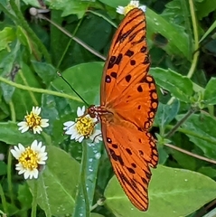 Dione vanillae insularis