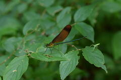 Calopteryx cornelia