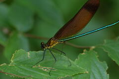 Calopteryx cornelia