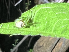 Bijoaraneus