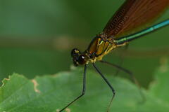 Calopteryx cornelia