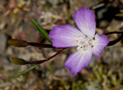 Clarkia amoena caurina